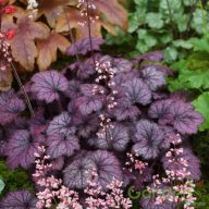 Tűzeső 'Heuchera Frosty Night'