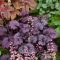 Tűzeső 'Heuchera Frosty Night'