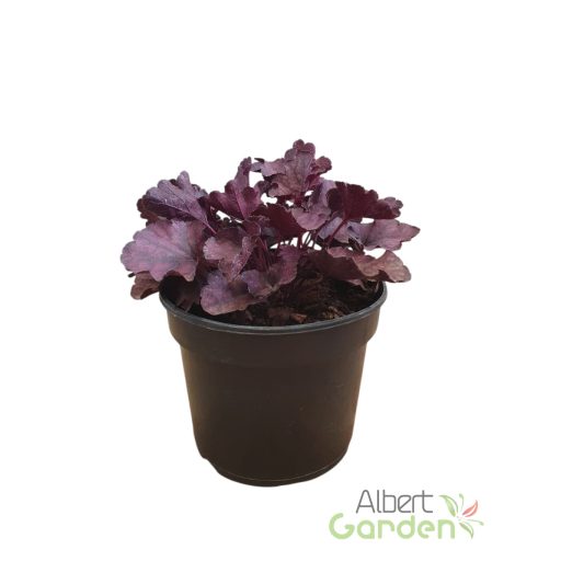 Tűzeső 'Heuchera Frosty Night'