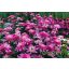 Kasvirág 'Echinacea Minibelle'