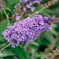 Nyári orgona 'Buddleja davidii Buzz Violet'