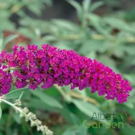 Nyári orgona 'Buddleja davidii Buzz Velvet'