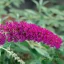 Nyári orgona 'Buddleja davidii Buzz Velvet'