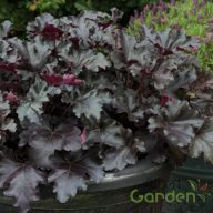 Tűzeső 'Heuchera Black Pearl'