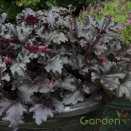 Ezüst-lila leveles tűzeső Heuchera Black Pearl évelő fodros levelekkel, kerti cserépben