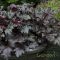 Tűzeső 'Heuchera Black Pearl'