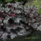 Ezüst-lila leveles tűzeső Heuchera Black Pearl évelő fodros levelekkel, kerti cserépben