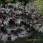 Ezüst-lila leveles tűzeső Heuchera Black Pearl évelő fodros levelekkel, kerti cserépben