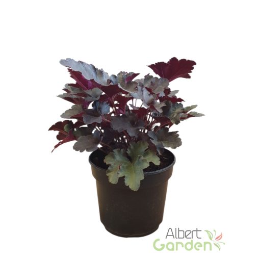 Tűzeső 'Heuchera Black Pearl'