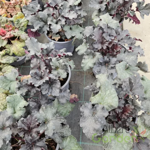 Ezüst-lila leveles tűzeső Heuchera Black Pearl évelő fodros levelekkel, kerti cserépben