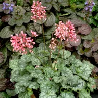Tűzeső 'Heuchera ‘Little Cuties Peppermint’ 