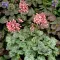 Tűzeső 'Heuchera ‘Little Cuties Peppermint’ 