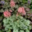Tűzeső 'Heuchera ‘Little Cuties Peppermint’ 