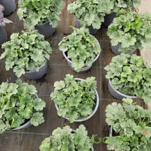 Tűzeső 'Heuchera ‘Little Cuties Peppermint’ 