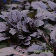 Indás ínfű (Ajuga reptans Elmblut)