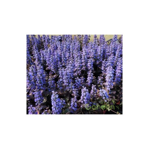 Indás ínfű (Ajuga reptans Elmblut)