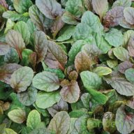 Indás ínfű 'Ajuga reptans Best Buddies Toffee'