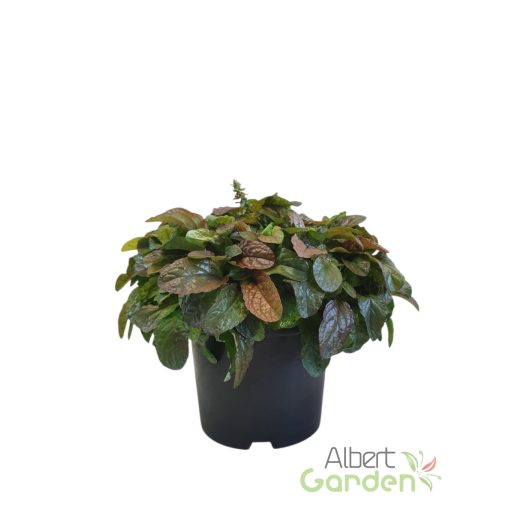 Indás ínfű 'Ajuga reptans Best Buddies Toffee'
