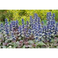 Indás Infű (Ajuga reptans Burgundy Glow)