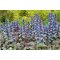 Indás Infű (Ajuga reptans Burgundy Glow)