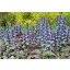 Indás Infű (Ajuga reptans Burgundy Glow)