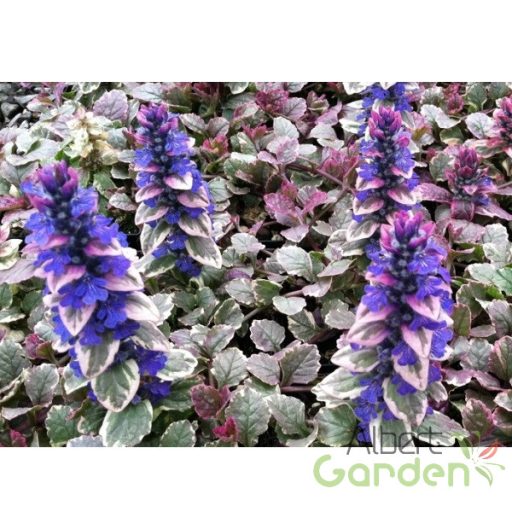 Indás Infű (Ajuga reptans Burgundy Glow)