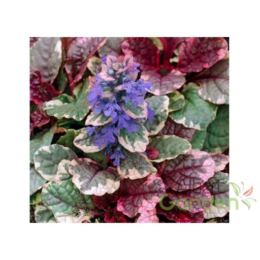 Indás Infű (Ajuga reptans Burgundy Glow)