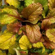 Indás ínfű 'Ajuga reptans Best Buddies Caramel'