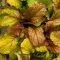 Indás ínfű 'Ajuga reptans Best Buddies Caramel'