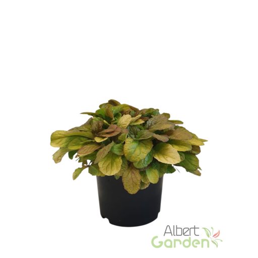Indás ínfű 'Ajuga reptans Best Buddies Caramel'