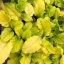 Indás ínfű 'Ajuga Best Buddies Lime'