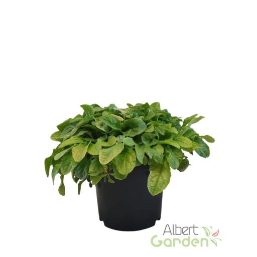 Indás ínfű 'Ajuga Best Buddies Lime'