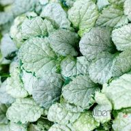 Indás ínfű 'Ajuga reptans Princess Elsa'