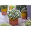 Indás ínfű (Ajuga reptans Princess Elsa)