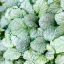 Indás ínfű 'Ajuga reptans Princess Elsa'