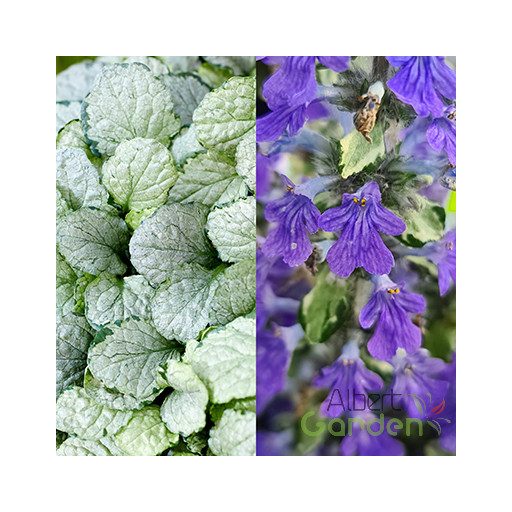 Indás ínfű (Ajuga reptans Princess Elsa)