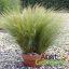 Mexikói árvalányhaj (Stipa Pony Tails)
