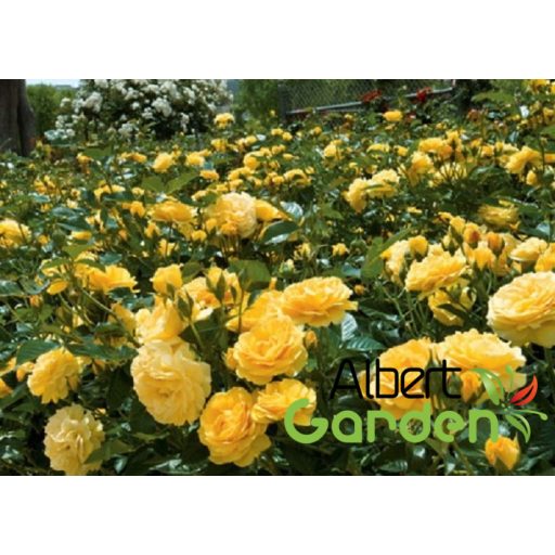 Törpe ágyásrózsa (Sárga)/Rosa Fairy Gold