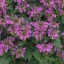 Lila-pink méhbalzsam Monarda Bee Pretty évelő barna középpel, kerti virágzatban