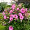 Mocsári hibiszkusz 'Hibiscus SUMMERIFIC Candy Crush’