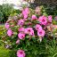 Mocsári hibiszkusz 'Hibiscus SUMMERIFIC Candy Crush’