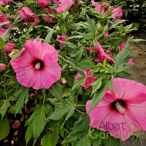 Rózsaszín tölcsér virágú mocsári hibiszkusz Hibiscus SUMMERIFIC Candy Crush évelő kerti cserje