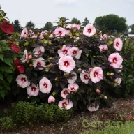 Sötét petélyű mocsári hibiszkusz kerti dísznövény nyárra