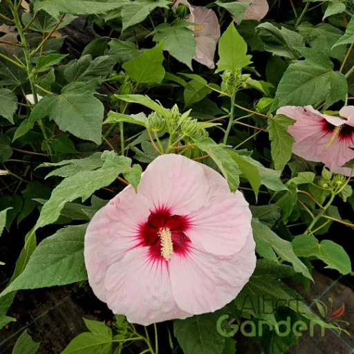 Sötét petélyű mocsári hibiszkusz kerti dísznövény nyárra