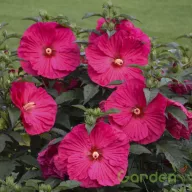 Élénk színű mocsári hibiszkusz évelő kerti virág nyárra