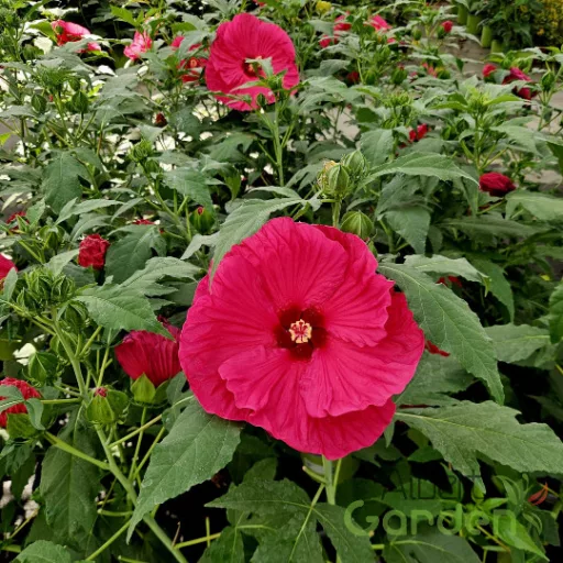 Élénk színű mocsári hibiszkusz évelő kerti virág nyárra