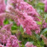   Törpe nyári orgona 'Buddleia davidii Butterfly Candy Little Pink’