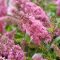 Törpe nyári orgona 'Buddleia davidii Butterfly Candy Little Pink’