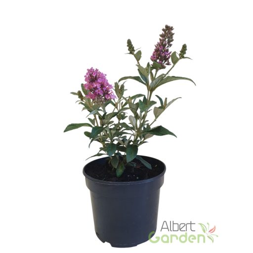 Törpe nyári orgona 'Buddleia davidii Butterfly Candy Little Pink’