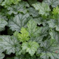 Tűzeső 'Heuchera Lime Swizzle'